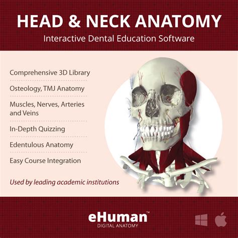 Head And Neck Anatomy 3 Ehuman