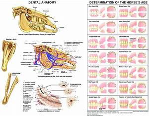 Buy Equine Dental Anatomy Chart Horse Online At Desertcart Uae