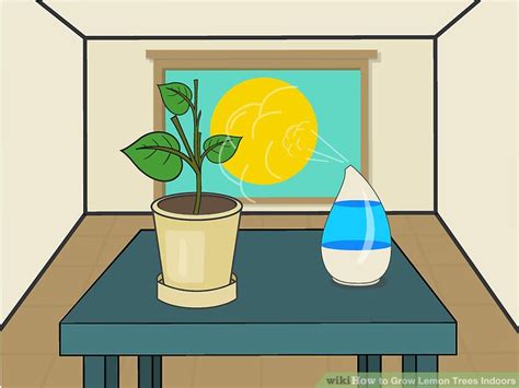 How To Grow Lemon Trees Indoors With Pictures Wikihow