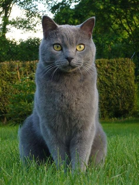 Chartreux Cat Grey Cat Breeds Chartreux Cat Cat Breeds