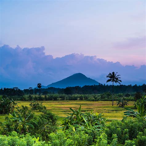 Sri Lanka Landscape At Sunrise Paddy Fields Near Dambulla Central