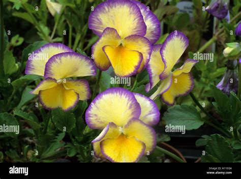 Viola Etain Pansy Pansies Violas Flower Flowers Stock Photo Alamy