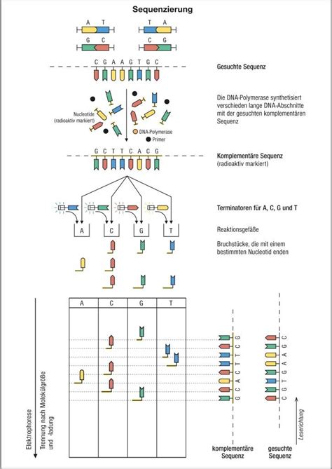 Wie das funktioniert, erklären wir dir hier! DNA-Sequenzanalyse aus dem Lexikon - wissen.de | http ...