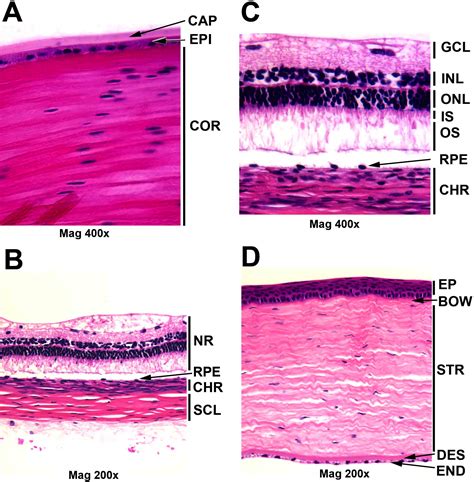 Corneal Epithelium Meddic