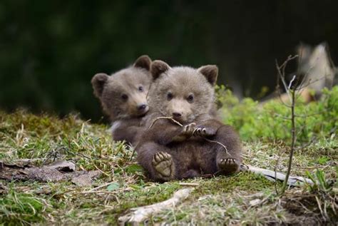 An Orphanage For Grizzly Bears Nature And Wildlife Discovery