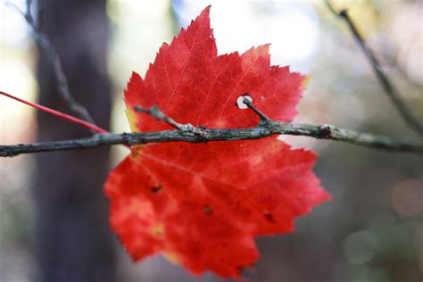 Fall Red Leaf Hanging Limb Foliage Free Nature Pictures By