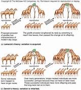 Difference Between Lamarck Darwin Theory Evolution
