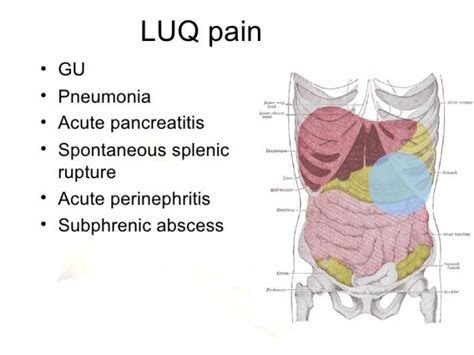Left Upper Quadrant Abdominal Anatomy