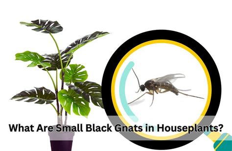 What Are Small Black Gnats In Houseplants And How To Kill Inhouseplant Your Ultimate Guide