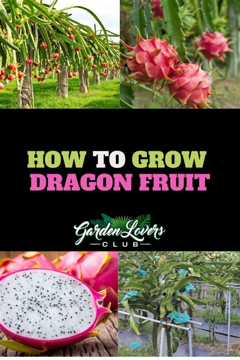 Dragon Fruit Plant Care Guide On How To Grow Dragon Fruit