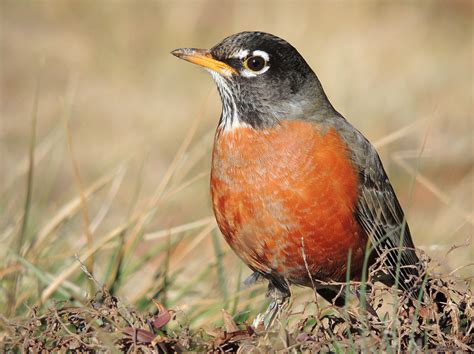 American Robin Turdus Migratorius Boreal Songbird Initiative