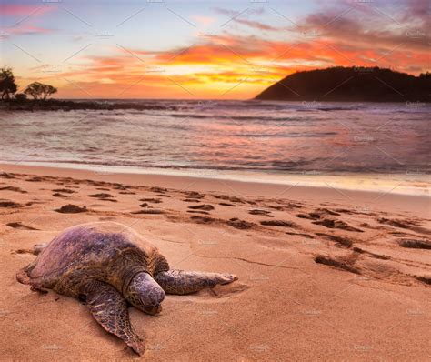 Beached Sea Turtle On Sand At Sunset High Quality Animal Stock Photos