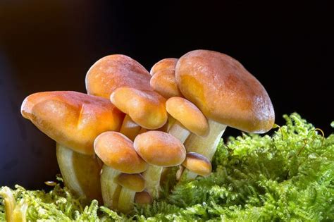 Reino Fungi Concepto Tipos Ejemplos Y Características 🍄