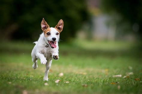 Best Dog Breeds For Running Companions