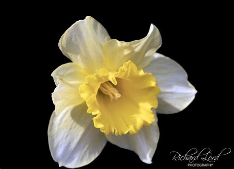 Easter Daffodil Easter Daffodil Richard Lord Flickr