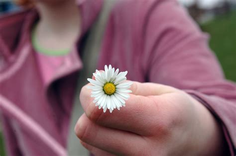 Flower In Hand Free Stock Photo Freeimages