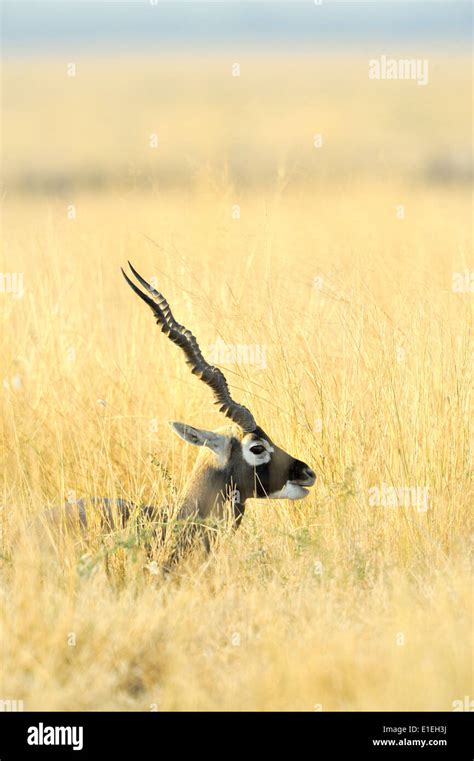 Black Buck Deer Hi Res Stock Photography And Images Alamy