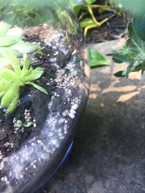 If you've ever owned a houseplant, then it is likely that you've come across white mold growing on top of the potting soil. White Mold On Tomato Plant Soil | Cromalinsupport