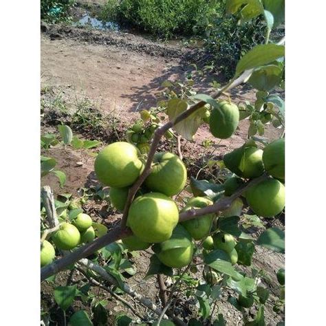Green Apple Plant At Rs 55piece ऐप्पल बेर प्लांट In Nagpur Id 19417475297
