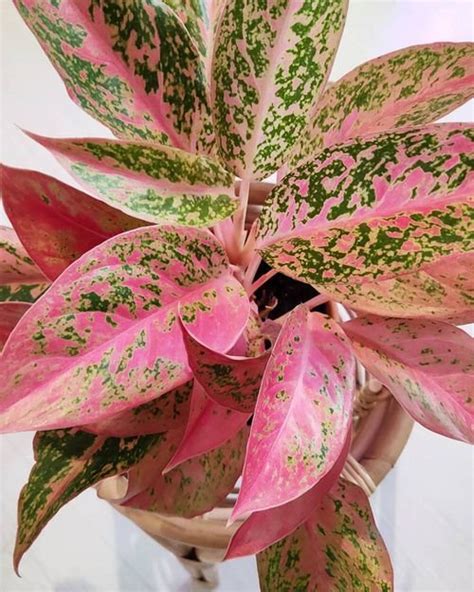 11 Beautiful Plants With Pink And Green Leaves Balcony Garden Web