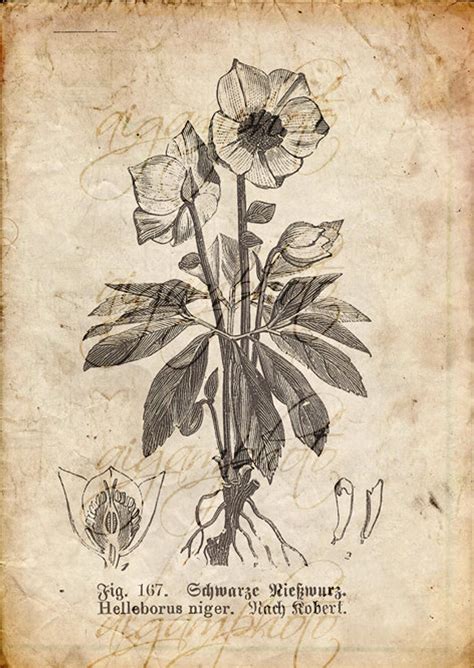 Vintage Botanical Floral Plants Old Paper Drawing Set Of 4