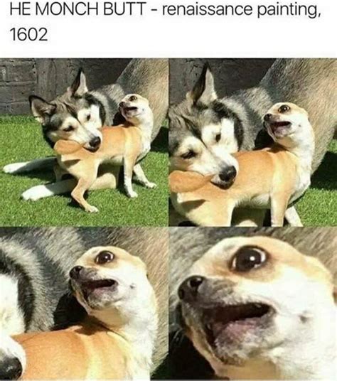 75 Todays Most Funny Memes 179 Funny Dog Memes Really Funny Memes