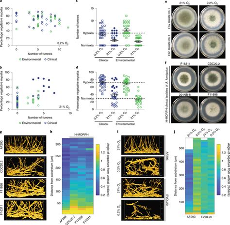 Fungal Biofilm Morphology Impacts Hypoxia Fitness And Disease
