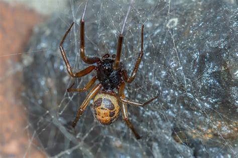 Noble False Widow Spider Bite Can Transmit Harmful Antibiotic Resistant