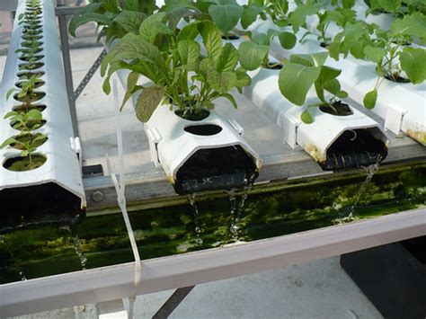 Sustainable Farming Types Of Hydroponic Systems Dengarden