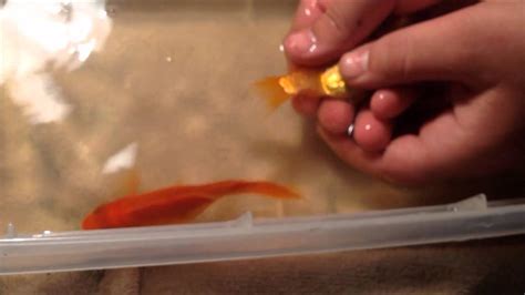 Hand Breeding Goldfish Youtube