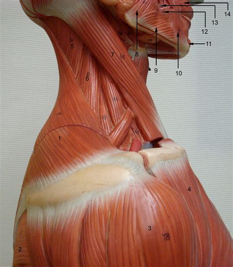 Almost all muscles cross at least one joint (moveable connection between two bones) and cause an action across that joint. Anatomy Lab Photographs Chest Muscles