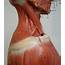 Back Of Neck Anatomy  The Cervical Spine And