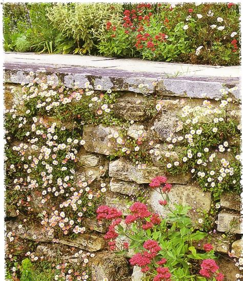 $8.00 coupon applied at checkout save $8.00 with coupon. plants growing in wall crevices (Making Gardens) | Flickr - Photo Sharing!