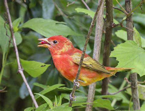 Pictures And Information On Summer Tanager
