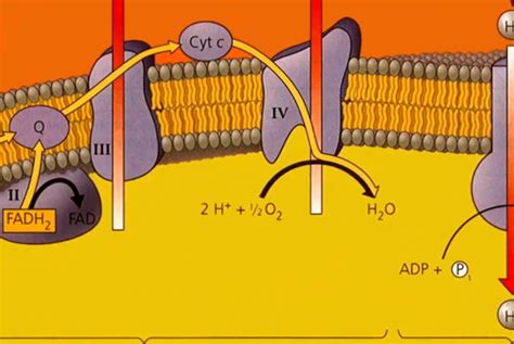 Glycolysis, krebs cycle, electron transport. Oxidative Phosphorylation | Oxidative phosphorylation, Biology teacher, Biochemistry