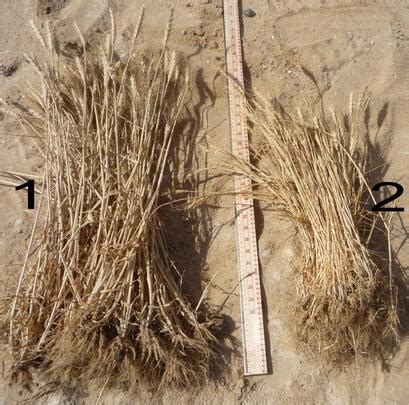 Desert control usa uno speciale composto di argilla e acqua, che, spruzzato sulla sabbia, forma uno secondo desert control l'lnc ha un impatto sia sociale che climatico, perché sta rendendo la. Desert Control Keeps On Improving - ClimateLaunchpad
