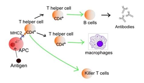 Esa Activation Of T Cells In The Immune System