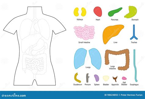 Human Body Printable Organs