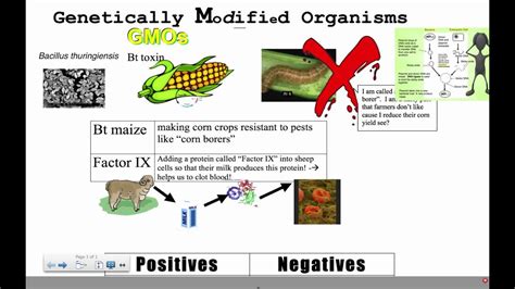 A transgenic organism is an organism which has been modified by inserting the dna of another species into it as an embryo. Genetically Modified Organisms (IB Biology) - YouTube
