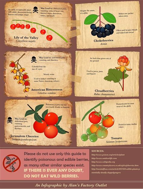 Infographic Poisonous Vs Edible Berries Recoil Offgrid Poisonous