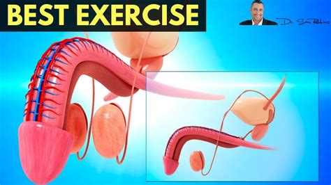 🍌best Exercise For Prostate Health Incontinence And Improving Erections By Dr Sam Robbins Youtube