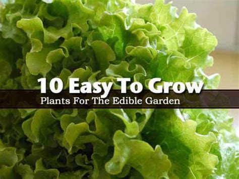 10 Easy To Grow Plants For The Edible Garden