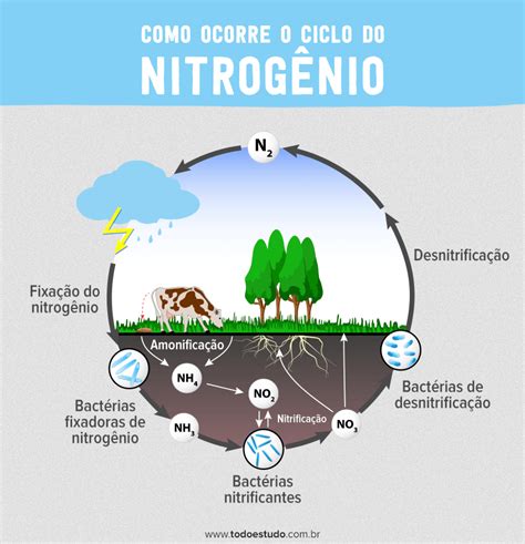 Ciclos Biogeoquímicos O Ciclo Do Nitrogênio Portal De Educação Do
