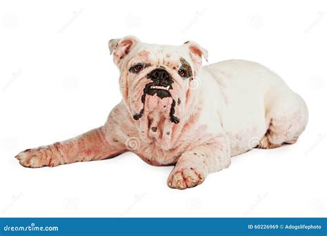 Dog With Skin Infection Stock Photo Image 60226969