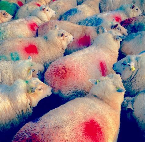 Sheep Imports From Northern Ireland Down 18 In 2014 Agrilandie