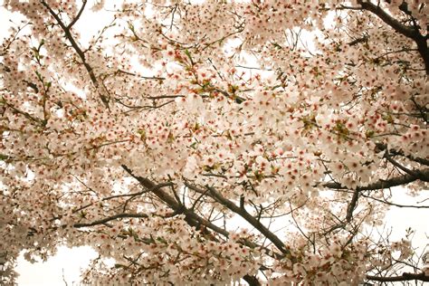Free Images Branch Plant Flower Food Spring Produce Cherry Blossom Flowers Sakura