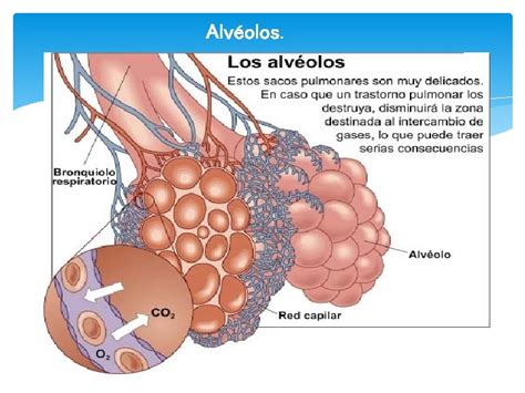 Funcion De Los Alveolos En El Sistema Respiratorio Dinami