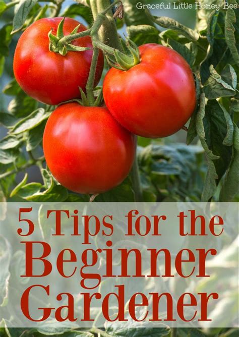 5 Tips For The Beginner Gardener In 2020 Easy Vegetables To Grow