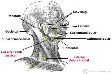 Lymphatic Drainage Of The Head And Neck Teachmeanatomy