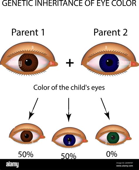 Eye Color Gene Probability Chart Eye Color Chart Fun Facts Eye